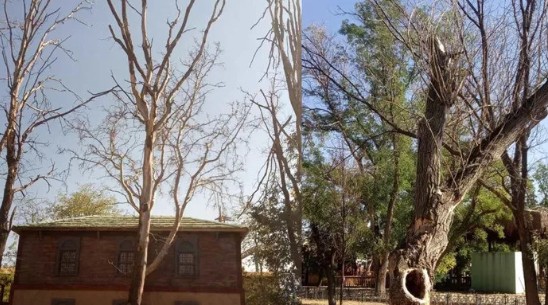 Ankapark’taki ağaçlar bakımsızlıktan çürüdü: Mansur Yavaş 3 bin ağacı kesecek